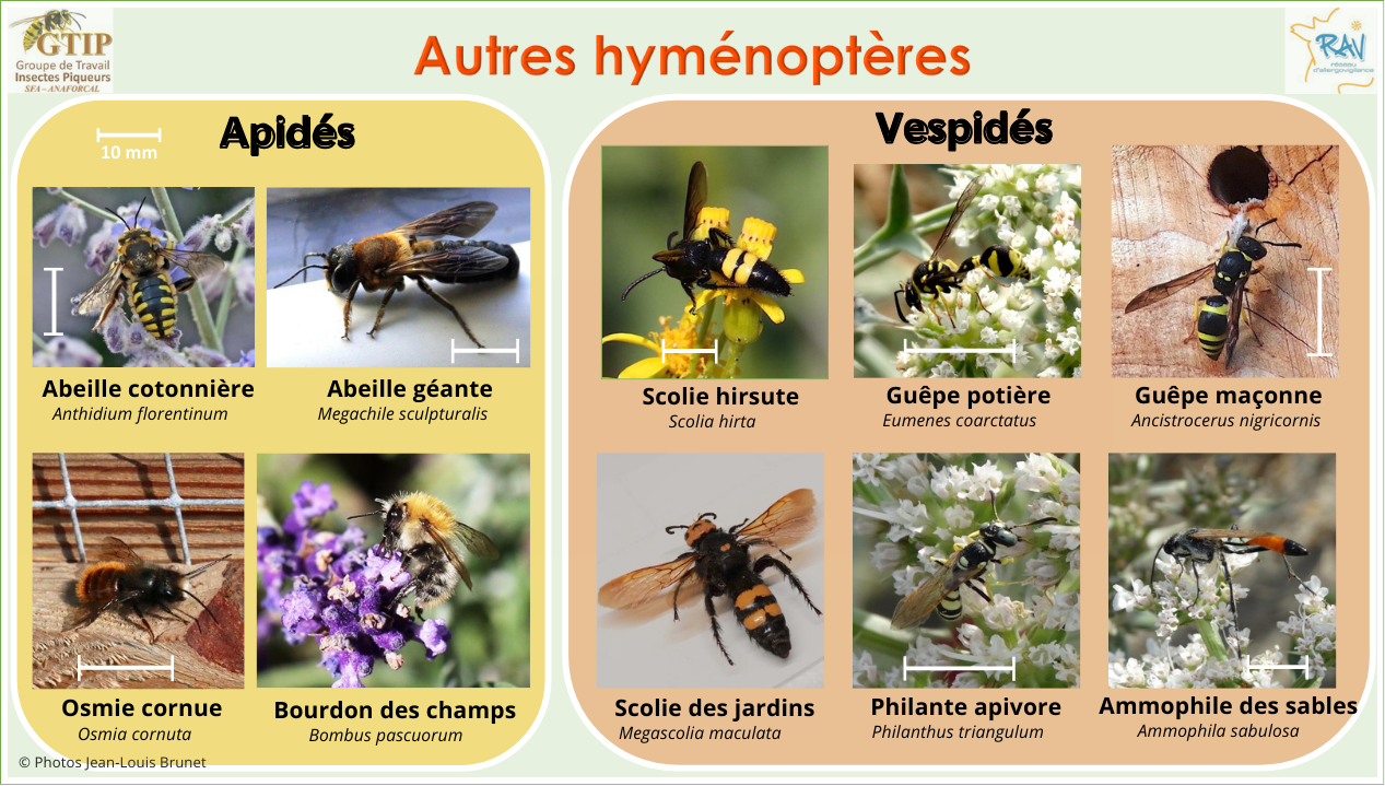 Hymènoptères autres - identification