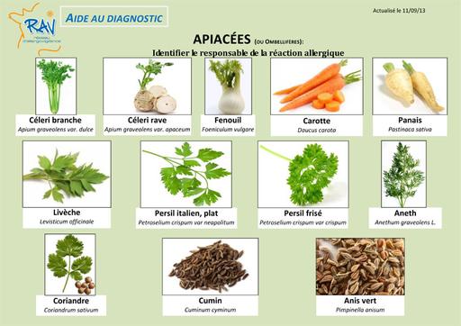 Apiacées - identification