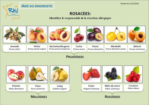 Rosacées - identification