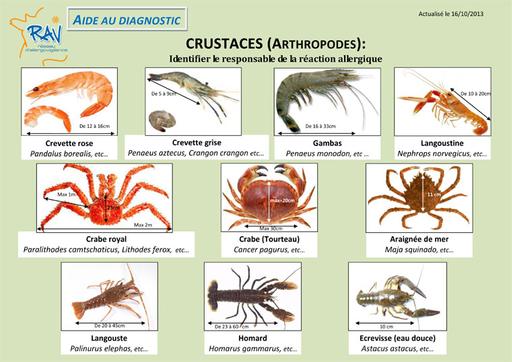 Crustacés - identification