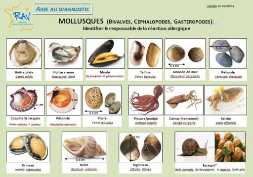 Mollusques - identification